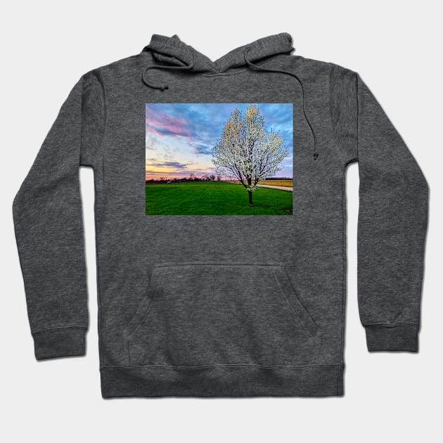 Pear Tree Sunset Hoodie by Noah Monroe